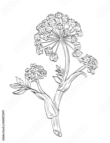 Drawing sketch style illustration of Angelica archangelica, garden angelica, wild celery, Norwegian Angelica from the family Apiaceae used as spice herb done in black line art on isolated background. 