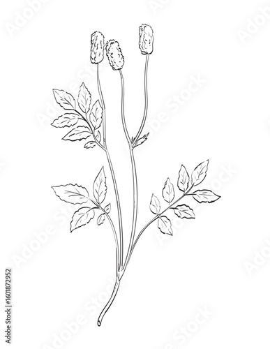 Drawing sketch style illustration of Sanguisorba officinalis, great burnet plant in the family Rosaceae subfamily Rosoideae used as spice herb done in black and white line art on isolated background. 