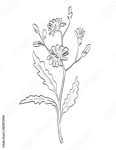 Drawing sketch style illustration of chicory or Cichorium intybus, a perennial plant of the family Asteraceae used as spice herb done in black and white line art on isolated background. 
