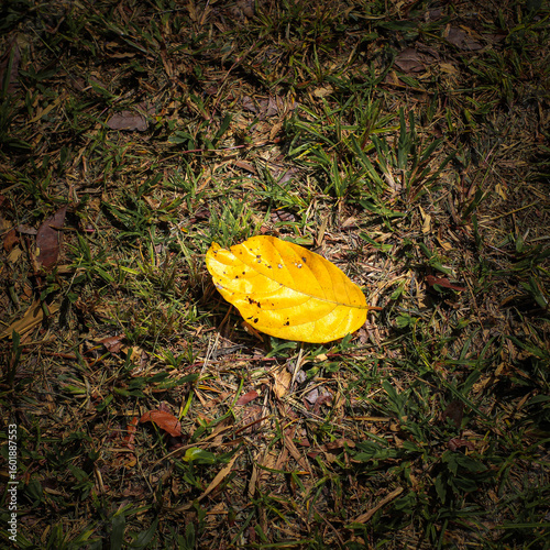 yellow leaf on the grass