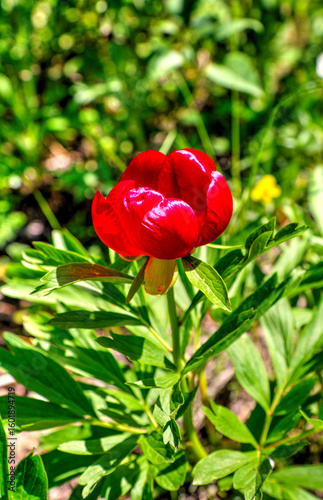 Beautiful peony flower close up view
