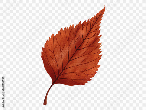 Dark red elm leaf for autumn design in watercolor vector.