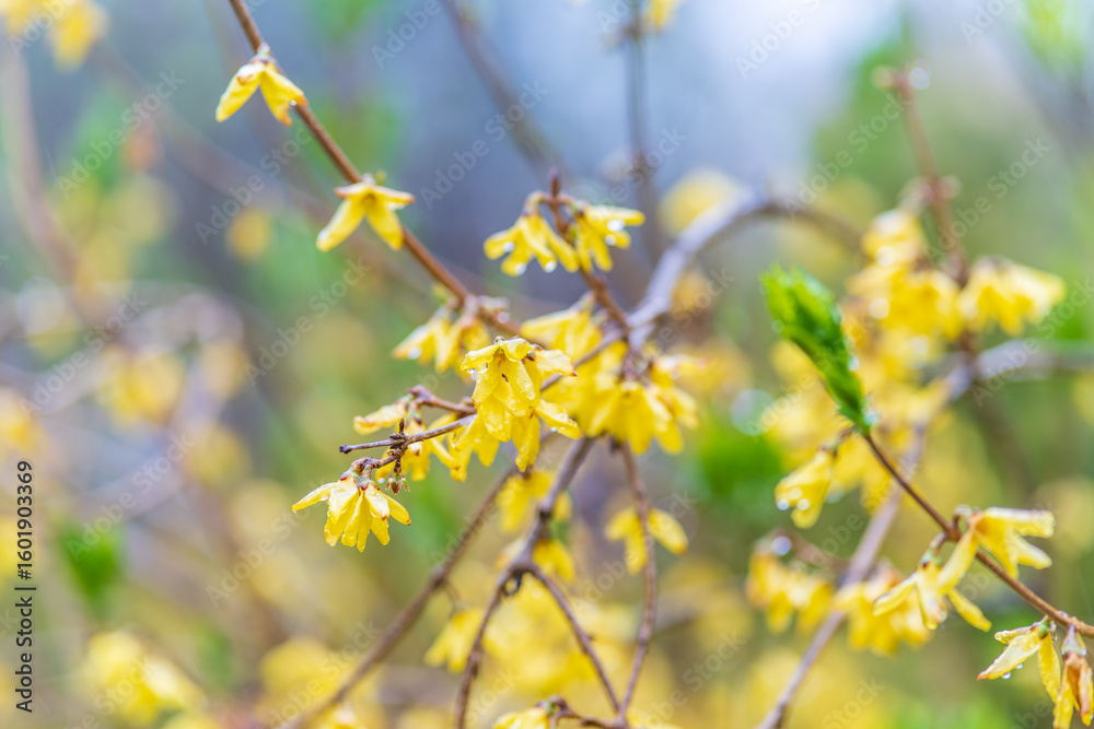 Forsythia with rain drops. Blooming forsythia bush. Yellow flower on a branch of forsythia. Forsythia with rain drops. Blooming forsythia bush. Yellow flower on a branch of forsythia.