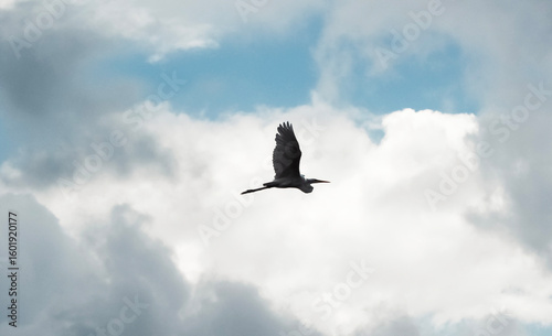 bird in the blue sky with clouds