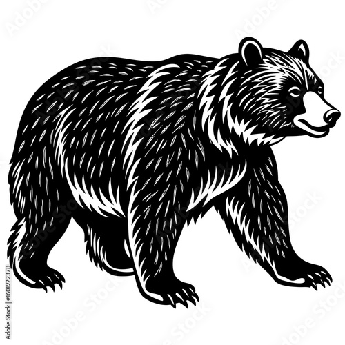 vector illustration of a bear