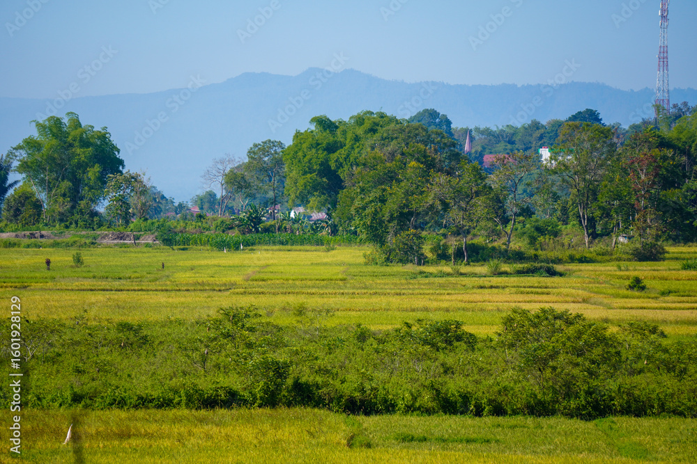 Obraz premium Green fields with scattered trees and distant misty mountains under a clear sky, showcasing the serene rural landscape of Porsea, Toba, Sumatera Utara, Indonesia.