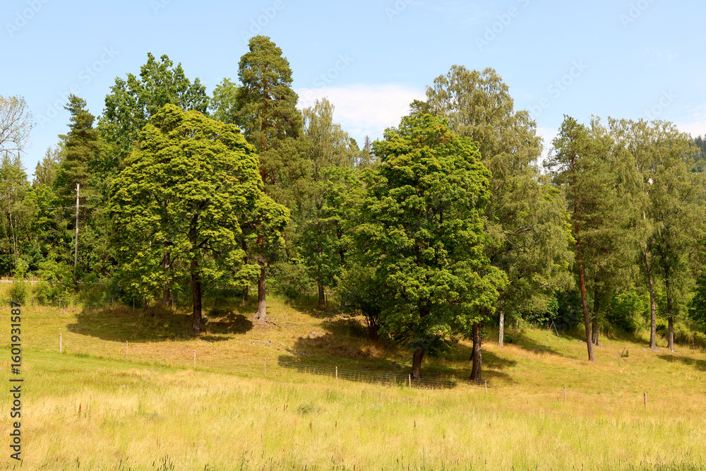 Fototapeta premium Park