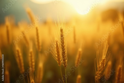 Golden Wheat at Sunrise