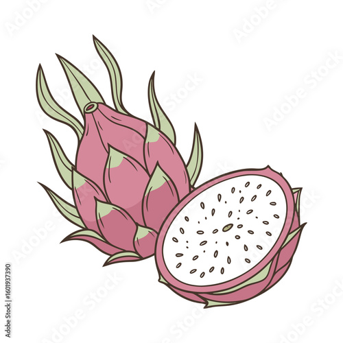 vector illustration of a dragon fruit