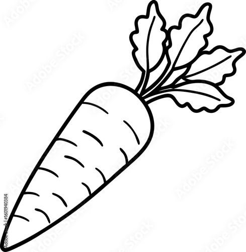 Carrot vector drawing hand illustration on white background