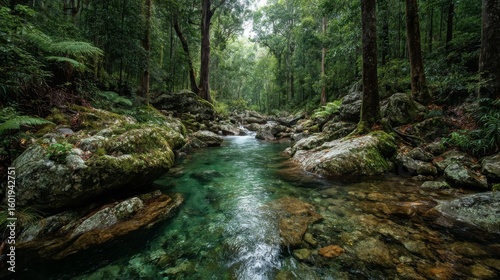 Clear River in Lush Rainforest