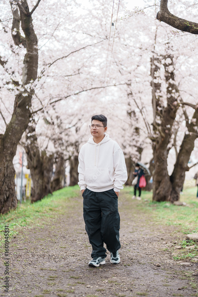 Obraz premium man tourist sightseeing Sakura Cherry Blossom in Spring. Happy traveler travel near Hinokinai River riverbank in Kakunodate town, Semboku District, Akita Prefecture, Japan. Landmark and Vacation