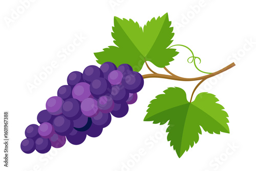 Delicious purple grapes with green leaves vector illustration for healthy eating and vineyard designs