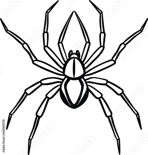 Detailed line drawing of a large spider with outstretched legs