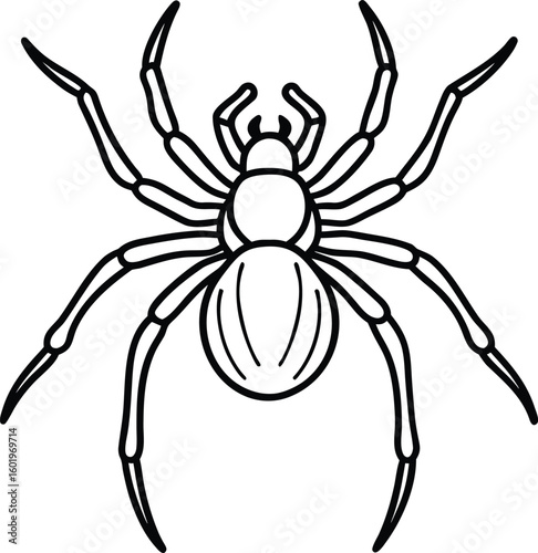 Detailed outline drawing of a black widow spider from above