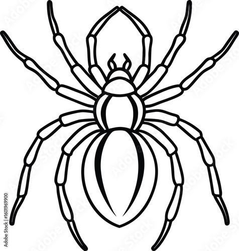 Detailed outline drawing of a spider with eight legs and a segmented body