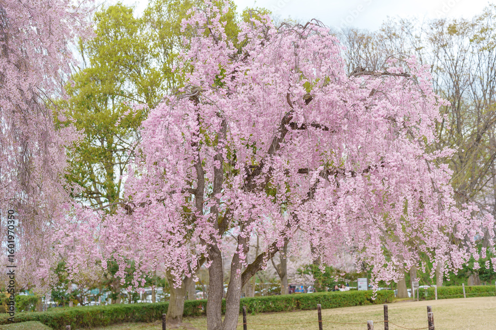 Fototapeta premium Shidarezakura tree blooming in Kajo Park Yamagata Castle Ruins, pink Sakura Cherry Blossom in Spring season, Yamagata prefecture, Tohoku, Japan. famous Landmark for Travel and Vacation