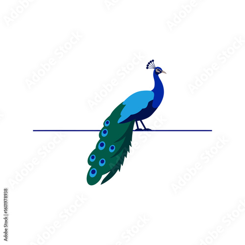 Elegant Peacock Vector Illustration - Beautiful Blue Feathers
