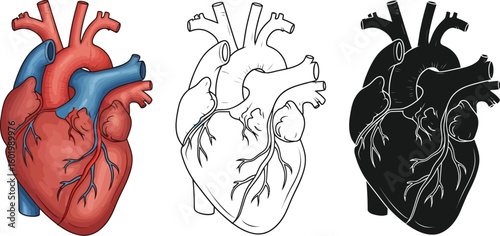 Human heart anatomy illustration vector design for medical education and health awareness topics editable