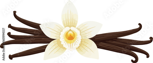 A vanilla flower with five petals and a cluster of vanilla beans on a white background view