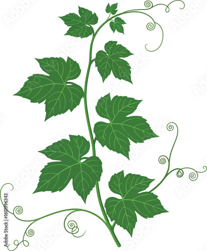 A vine with green leaves and tendrils is isolated against a plain white background image view