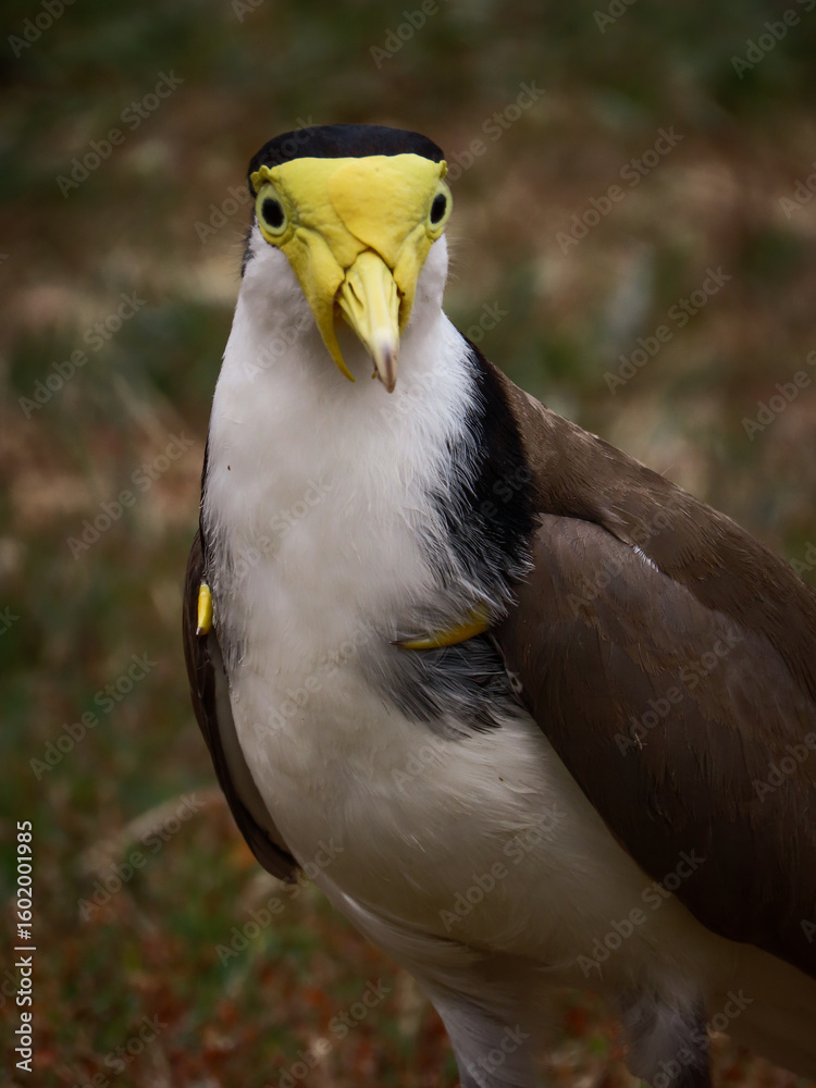 Obraz premium Masked lapwing