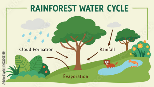Rainforest Weather Cycle Illustration