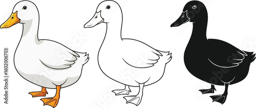 Duck vector illustration set, white duck, outline duck, black silhouette duck, fowl illustration