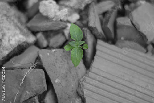 Bild auf Leinwand resilient green plant growing amidst the rubble
