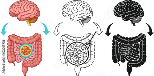 Brain gut axis illustration showing connection between brain and gut microbiome for medical concept
