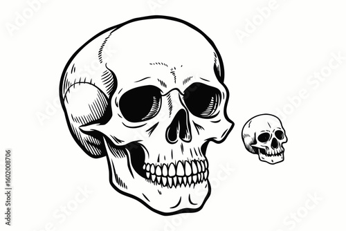 Two human skulls in black and white illustration style with hatching detail
