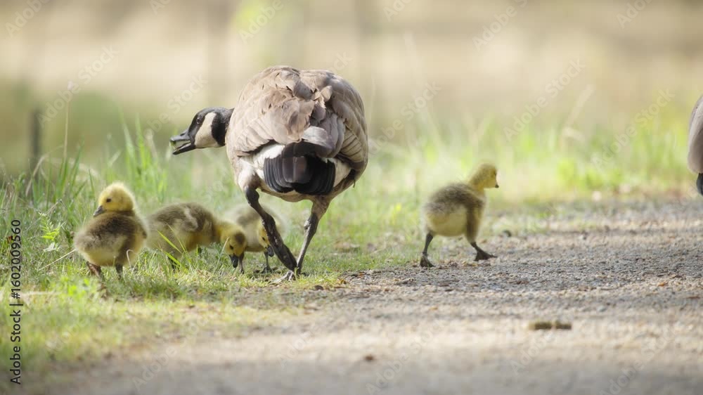 Family of geese and goslings walking on a gravel path and eating grass Family of geese and goslings walking on a gravel path and eating grass