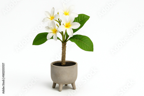 White plumeria frangipani plant with fragrant elegant flowers and green leaves in small pot for tropical garden decoration.