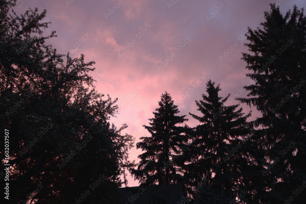 Fototapeta premium The evening scene is filled with trees