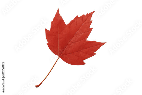 Vibrant red maple leaf highlighting autumn's rich color palette against translucent backdrop