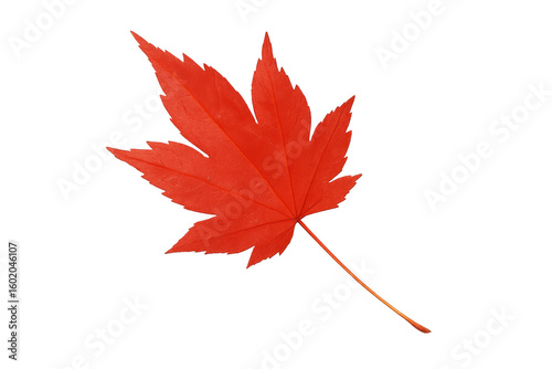 Reddish maple leaf isolated, highlighting autumnal color against transparent background