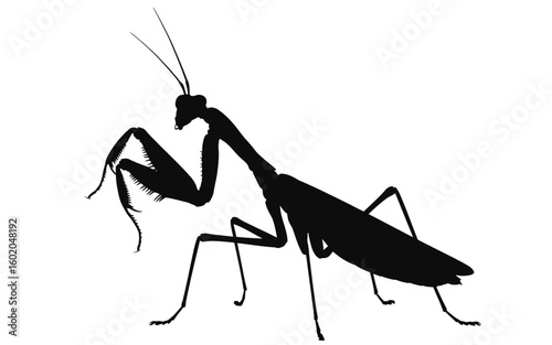 Black Praying Mantis Silhouette on White Background