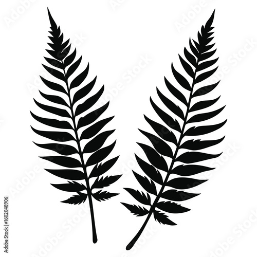 Minimalist black fern leaf set silhouette isolated on white background