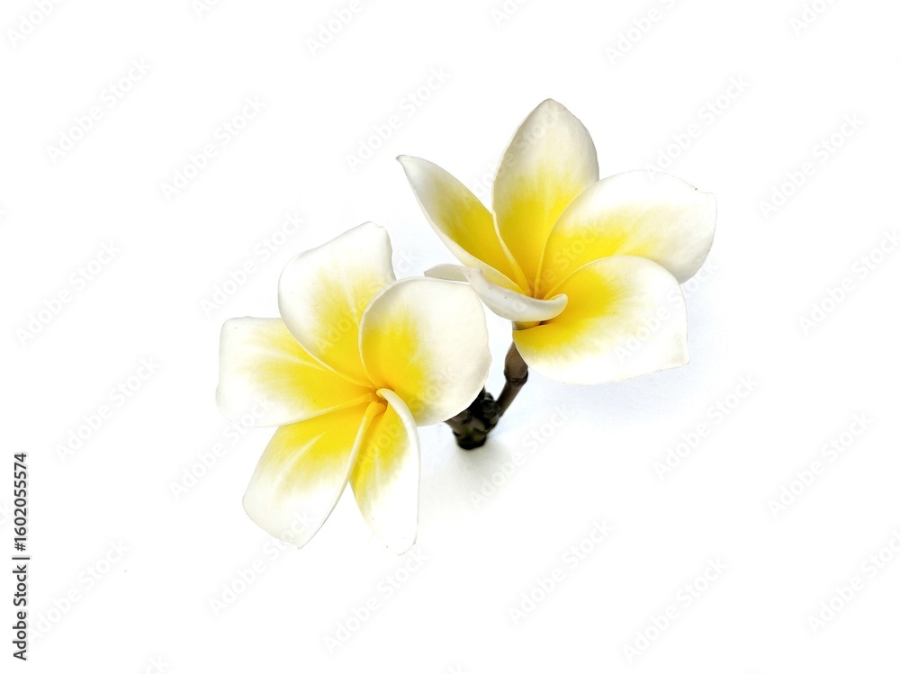 Fototapeta premium Beautiful frangipani flowers (plumeria alba) isolated on white background. Botanical photography for creative Design
