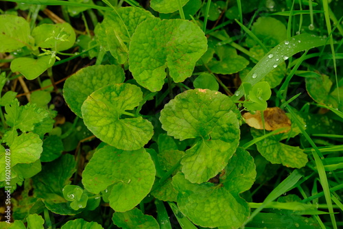Gotu kola is a wild plant that grows in plantations and fields. This plant comes from tropical Asia, spread in Southeast Asia, Japan. Gotu kola overlay. Centella asiatica. Medicinal plants. Pegagan.