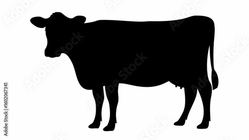 Silhouette of a black cow standing in a field with its tail hanging down and udder visible on a white background