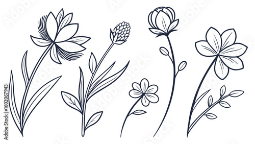 Elegant Botanical Illustrations: A curated collection of delicate botanical illustrations, meticulously crafted, each line a testament to nature's grace.