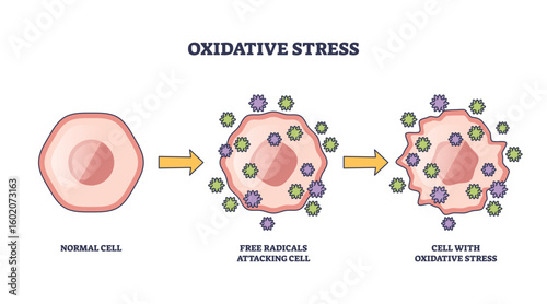 Oxidative stress shows a normal cell, free radicals attacking, and resulting cell damage. Key objects, cell, free radicals, arrows. Outline diagram