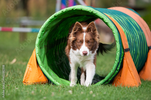 A brown and white Border Collie dog runs through a tunnel during