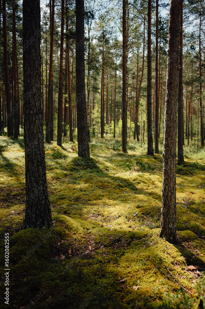 Fototapeta premium Sunlit Mossy Forest Floor in Pine Woodland