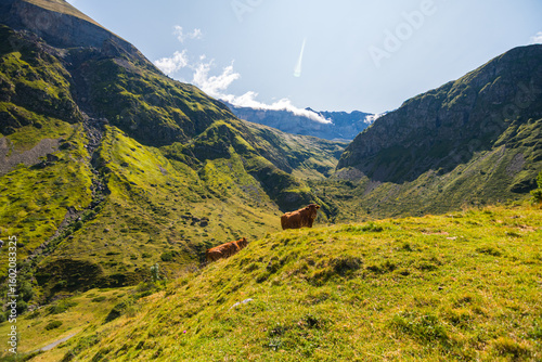 Cows grazing in Green valley  high mountain Pyrenees