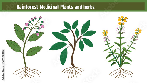Rainforest Medicinal Plants Collection with Healing Herbs and Tropical Foliage