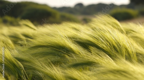 Whispering wild barley sways in a verdant sea, celebrating Lammas and Celtic harvest blessings under azure skies