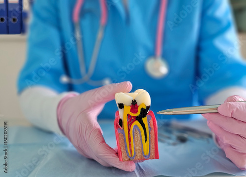 Foto A dental expert explains root canal treatment with a colorful model showing toot