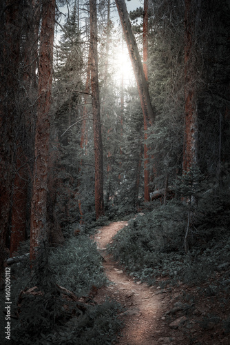 A Walk Through the Forest #1